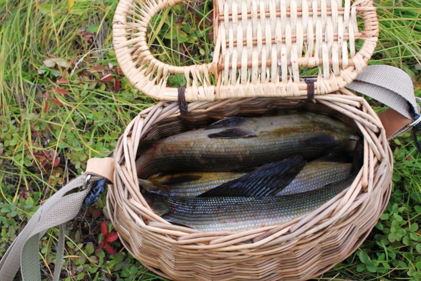 Улов хариуса в плетёной корзине рыбака