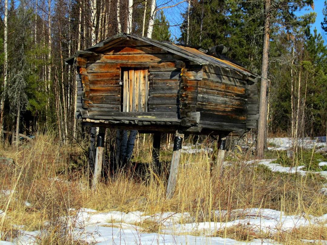 Мансийский лабаз-сумьях на сваях в тайге