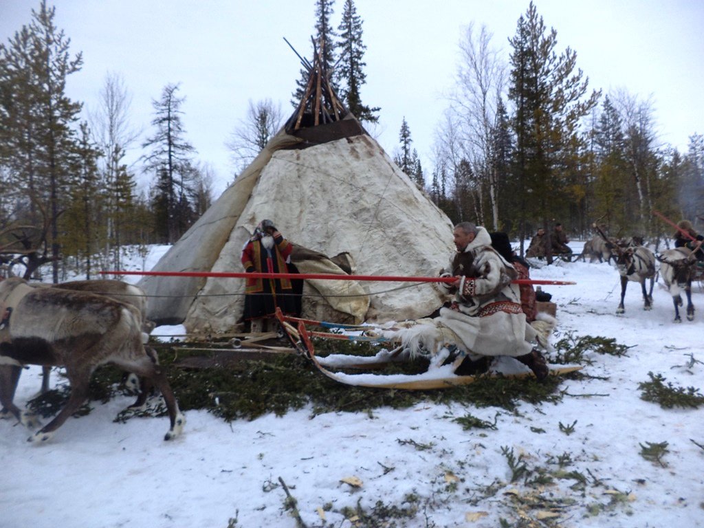 Оленья упряжка отдыхает у чума