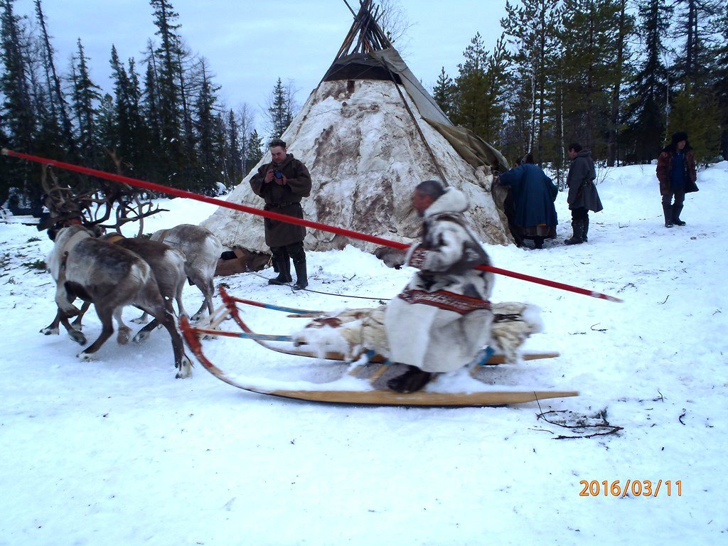 Запряжённые олени у чума в тайге Ямала