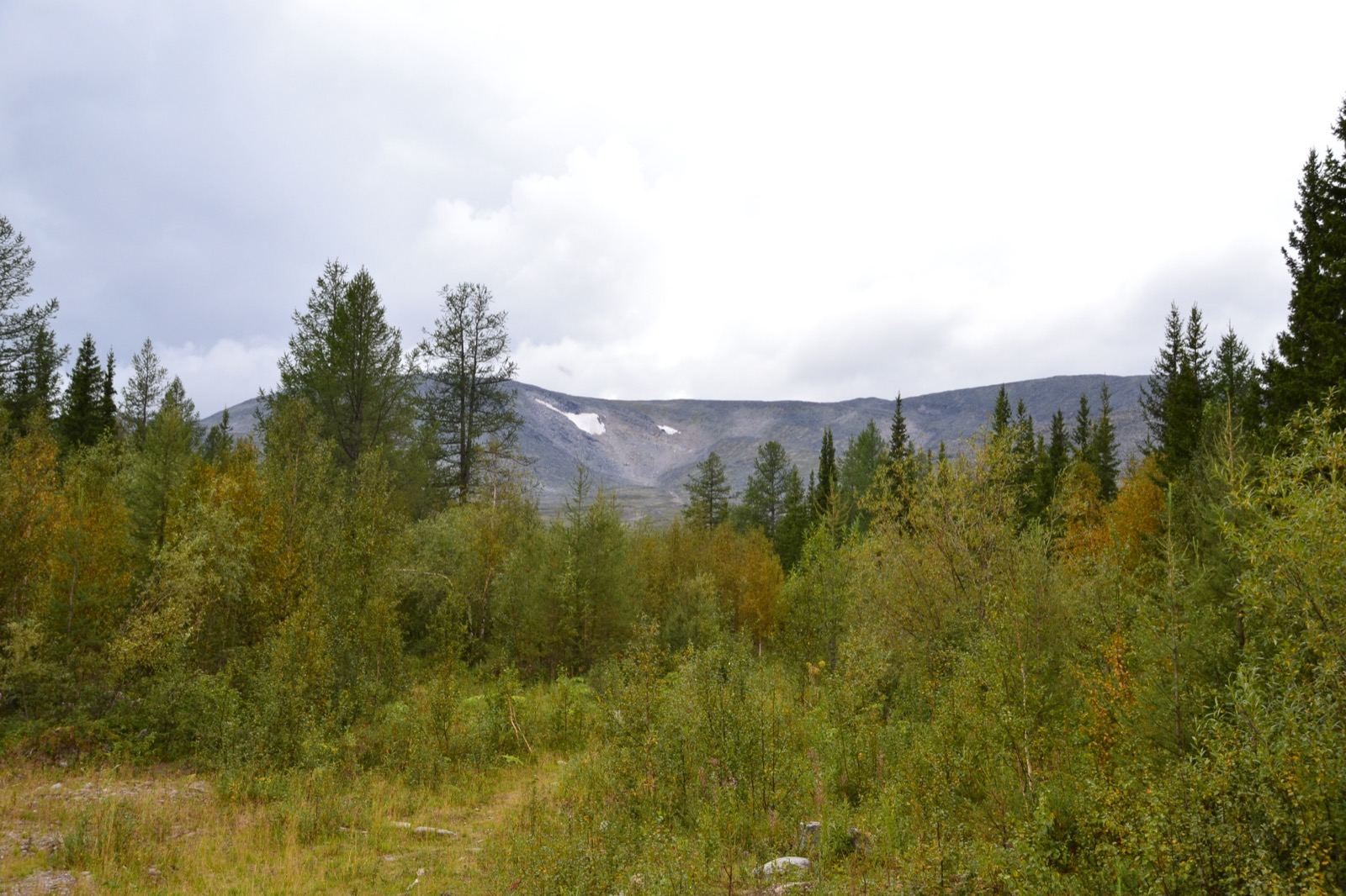 Upland forest in Yugyd Va N.P