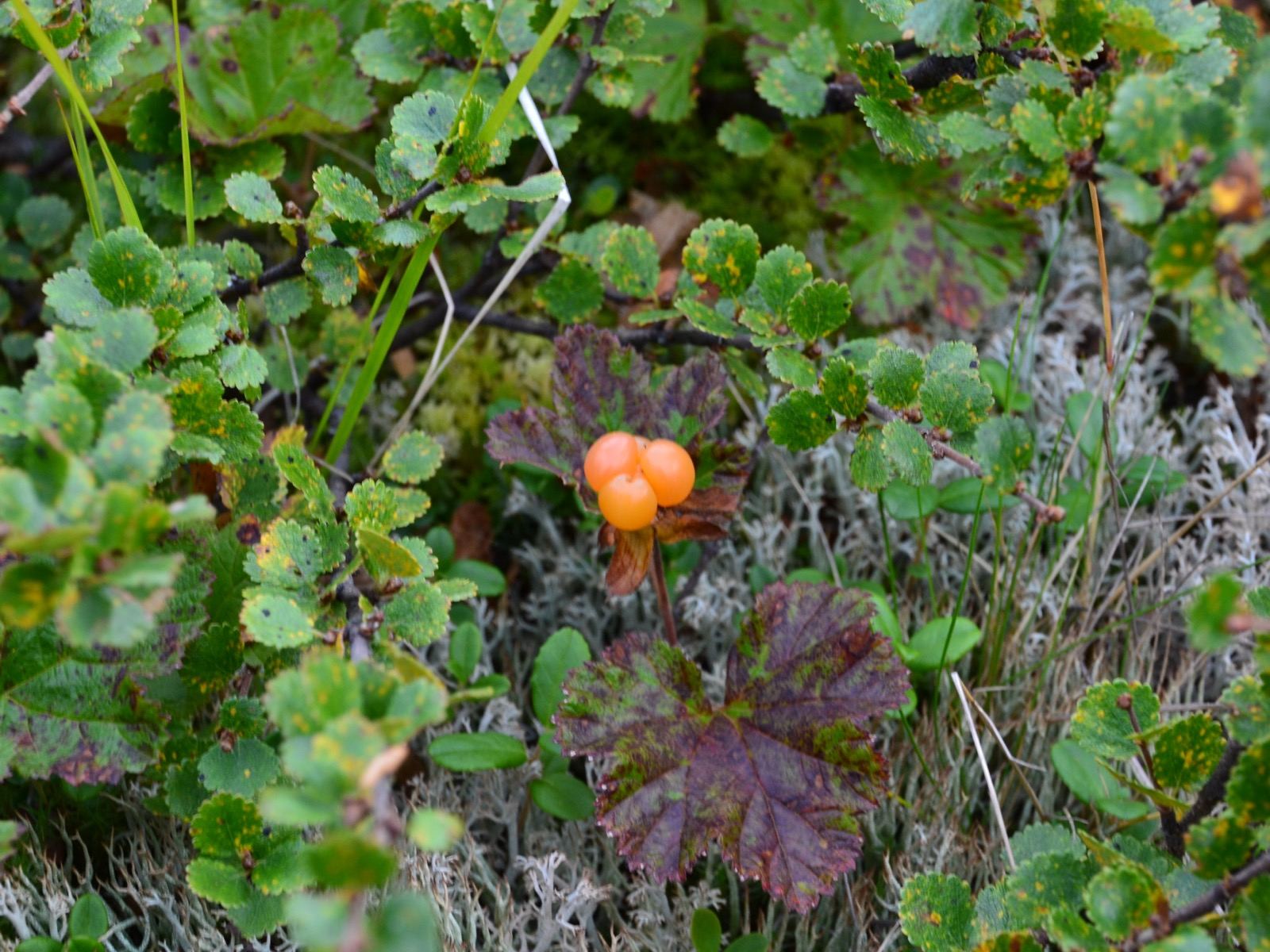 File:Cloudberry in Yugyd Va N.P (cropped).jpg